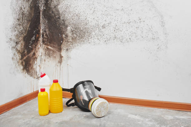 Best Mold Removal Specialists  in Duboistown, PA