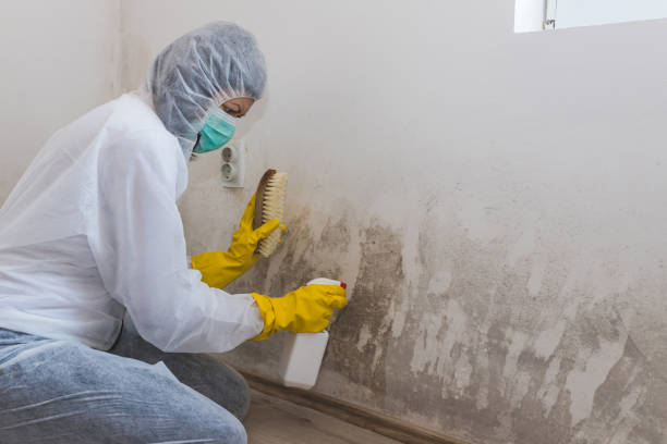 Best Attic Mold Removal  in Duboistown, PA
