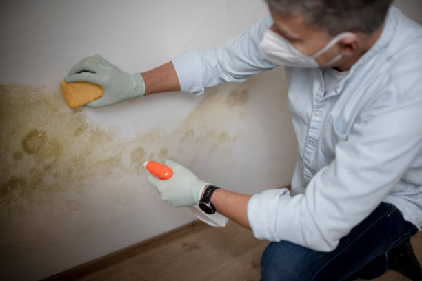 Best Mold Removal Near Me  in Duboistown, PA