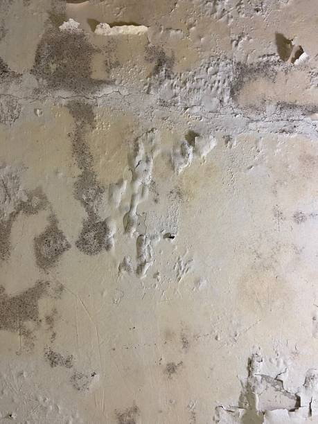 Best Professional Mold Removal  in Duboistown, PA