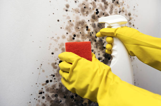 Best Mold Cleaning Services  in Duboistown, PA