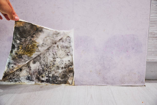 Attic Mold Removal in Duboistown, PA